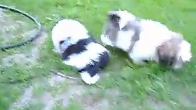 щенки 2 месяца смотреть онлайн