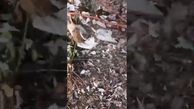 Обрезка ремонтантной малины. Как, почему и в какие сроки. смотреть онлайн