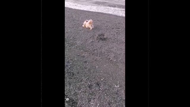 WALKING BY THE BEACH WITH DOGGIES | UNLEASHED | BM BELGIAN MALLENOIS | SHIHTZU |SHIHTZUS смотреть онлайн