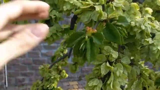 Вяз шершавый компердауни ( цветение ).Elm tree comperdowny.(blooming )