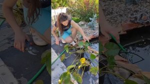Как создать водопад или фонтан на своём участке