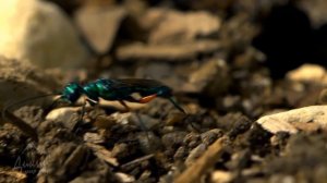 Это Насекомое превращает Тараканов в Зомби!