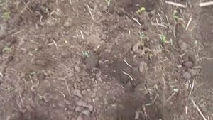 Мы с котом сажаем картошку и бобы