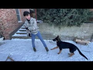 Буч и его игра в перетяжку! Как правильно играть в перетяжку и почему это не вызывает агрессию