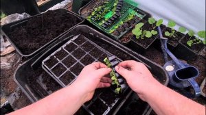 Petunia Unboxing & Potting on plug plants