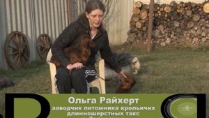 КРОЛИЧЬЯ ТАКСА. О породе