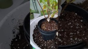 Саженцы метельчатой гортензии, полученные посылкой, пересаживаю в горшки. 15.10.2023