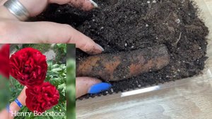 Обломки корней пионов дали почки через 1,5 месяца / New buds on peony roots fragments