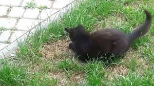Смешной Кот=))) Ловит Мышку Funny Cat catches the Mouse