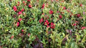 Открываю сезон брусники, где и какую нужно собирать!!!