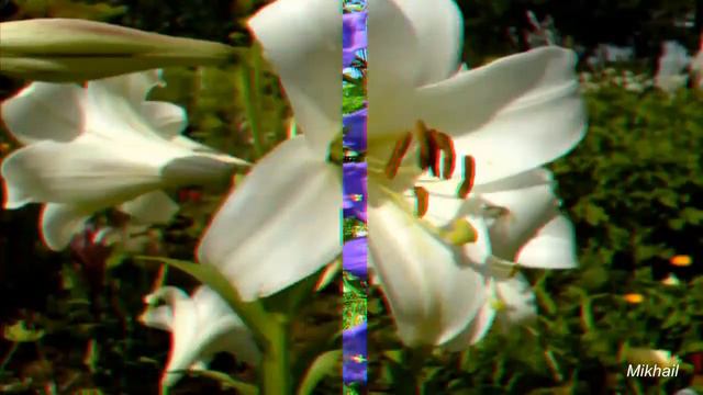 Цветы радость жизни Фильм 1