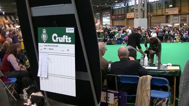Large Munsterlander in Crufts 2017 смотреть онлайн