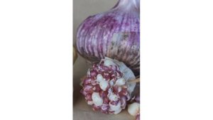 Внимание! Продаем Чеснок Медвежий Коготь + 4 Сорта // С.Х.У