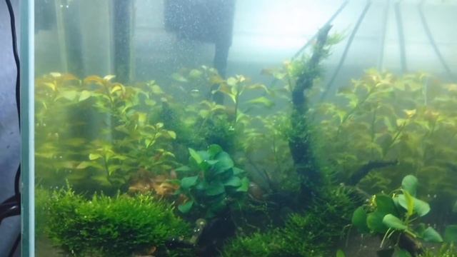 Нано аквариум. Креветочник. Неокардины красная сакура и Fire Yellow- смотреть онлайн