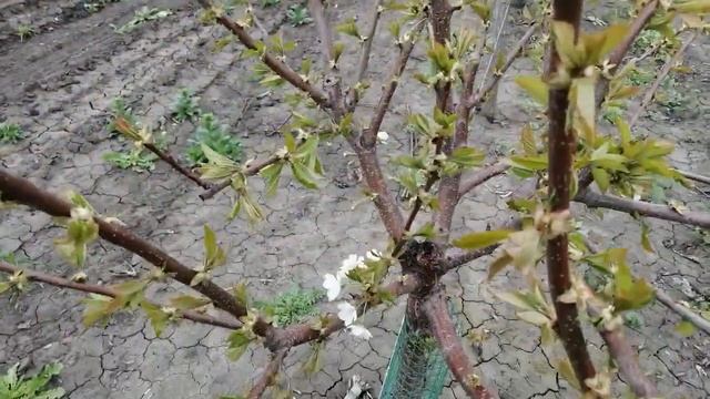 Черешня весной, первые цветы. 25.04.2021. смотреть онлайн