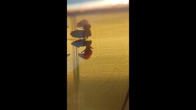 Разведение петушков... . Хочу попробовать. Что нового.☺️ смотреть онлайн