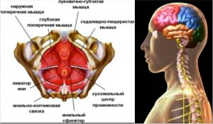 Позвоночник, шея, мозг зависят от мышц тазового дна. Упражнения для укрепления