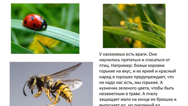 "Насекомые весной"