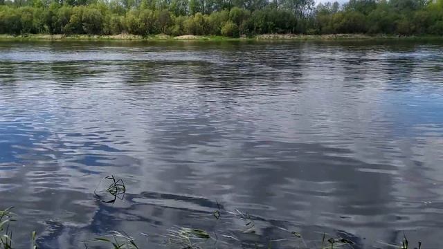 На что ловить на Соже? Приманка, которая делает рыбалку! смотреть онлайн