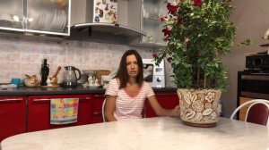 ДИПЛАДЕНИЯ ЧТОБЫ ЦВЕЛА ЗИМОЙ