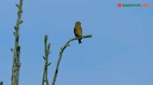 Макушка елки, особенности выращивания красивых верхушек