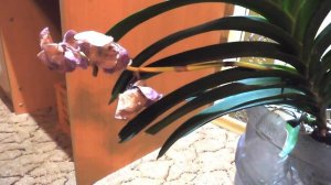 ВАНДА, УХОД ПОСЛЕ ЦВЕТЕНИЯ!!!