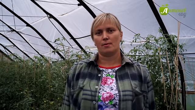 Как собрать семена томатов и перцев