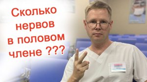 Сколько нервов в половом члене?