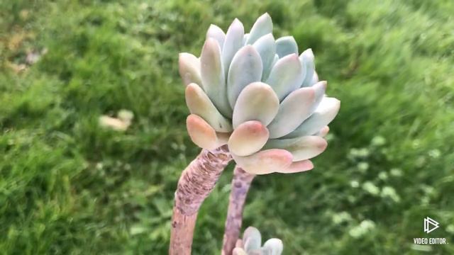 Pachyveria Pachyphytoides Walth смотреть онлайн