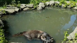 ЕНОТЫ КУПАЮТСЯ