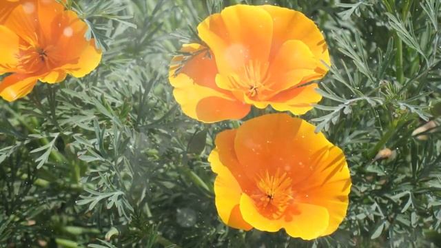 Как выращивать эшшольцию в домашних условиях смотреть онлайн