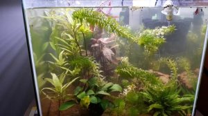 NETTOYAGE FILTRE INTERNE TETRA IN 300 PLUS