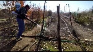 Опрыскиваем растения опрыскивателем Champion ps 257