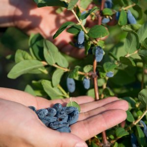 Технология выращивания и разные сорта ЖИМОЛОСТИ.honeysuckle on the farm in the garden