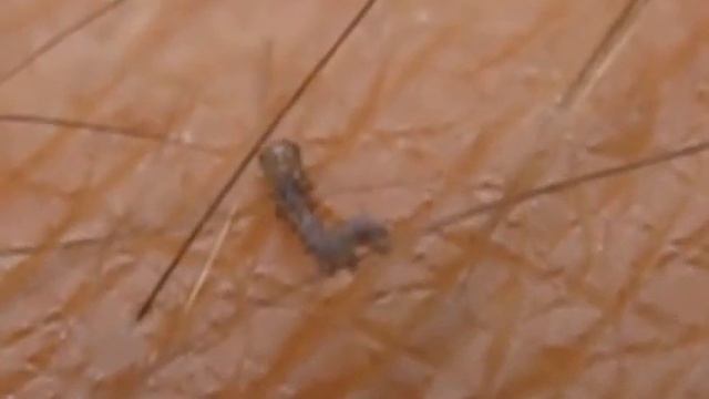 Самая маленькая в мире гусеница путешествует по руке смотреть онлайн