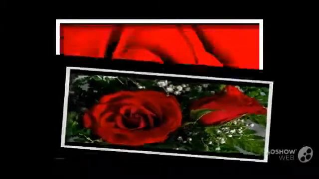 Цветок красной розы (Red rose flowers)