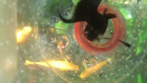 РОДЫ МОЛЛИНЕЗИИ.