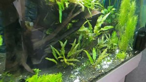 Побеждаем водоросли в аквариуме, но не понятно чем. Аквариум большого объема с дискусами. Часть 45.