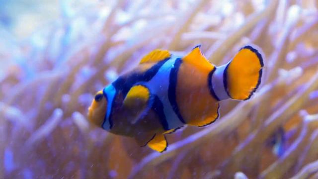 Clownfish with Sea anemone | Best FIsh Tank | Coral Reef AQUARIUM || Relaxing Screensaver смотреть онлайн