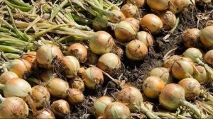 Обязательно СДЕЛАЙТЕ ЭТО с луком в конце лета - когда и как выкапывать урожай и хранить лук