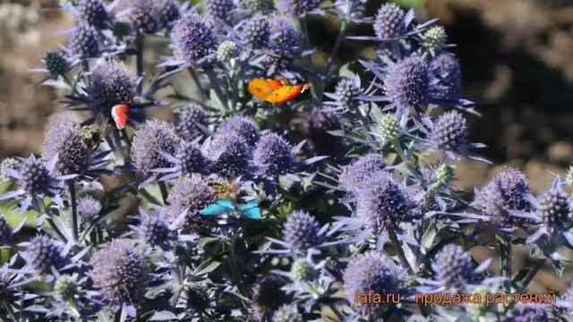 Синеголовник простолистная Блау Цвергигантский ? обзор: как сажать, саженцы синеголовники смотреть онлайн