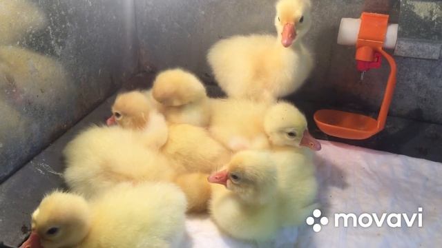 О Содержание Гусят/ Какие условия мы создаём смотреть онлайн