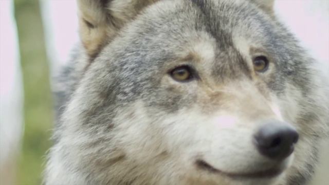 27 интересных фактов о волках смотреть онлайн