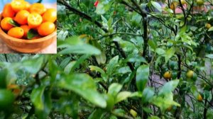 Kumquat Orange , You have to have a Plant in your garden