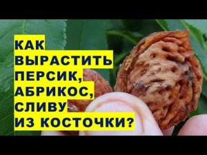 Как вырастить из косточки персика, абрикоса, сливы дерево для своего райского сада