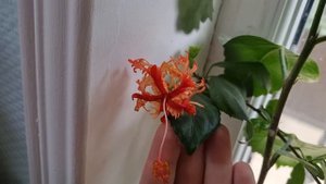 цветение гибискуса шизопеталус