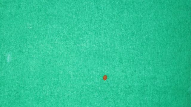 пластилиновая анимация смотреть онлайн