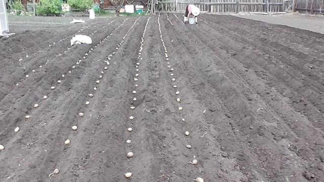 Мотоблок НЕВА МБ 2 Посадка картошки по новому смотреть онлайн