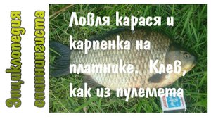 Ловля карася и карпенка на платнике. Клев, как из пулемета