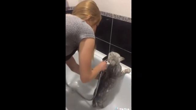 Кот говорит в ванной. Говорящий кот в ванной. Кот говорит в ванной. Кот который говорит нормально видео в ванной. Котик в ванной говорит нормально.